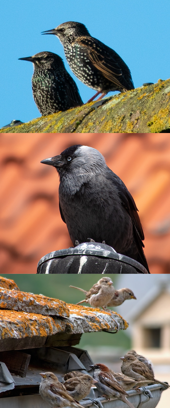 Vogels onder de dakpannen overlast