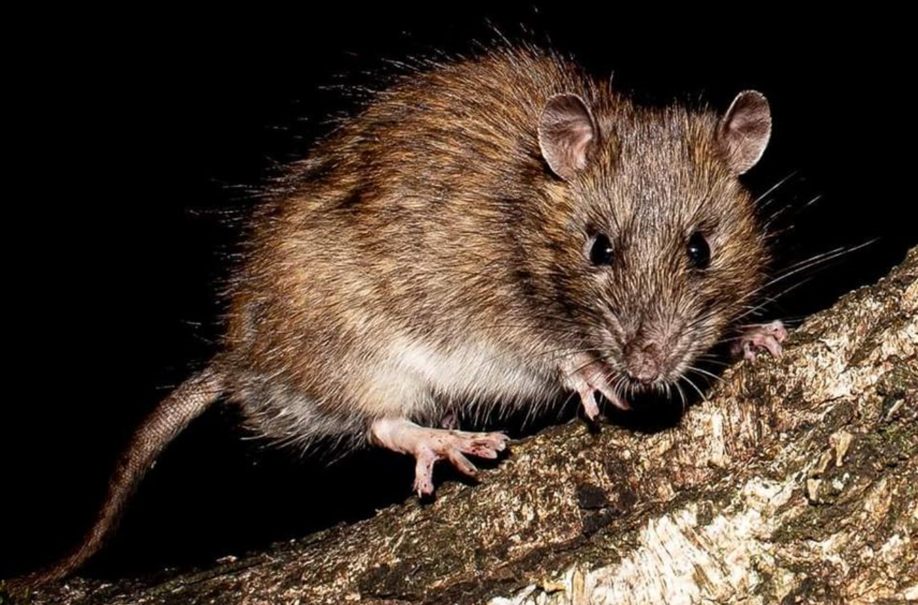 bruine rat, ratten bestrijden Friesland